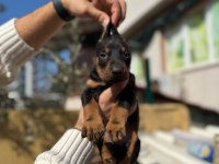 Şecereli babadan doberman king yavrular
