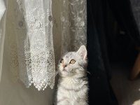 British shorthair 5 aylık kedim