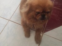 Acil sahiplendirmek istiyorum pekinez köpeğimi