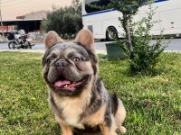 French bulldog lilac tan platinyum dişi mavi göz