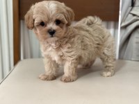 Ruhsatlı çiftlikde ziyarete açık tea cup kore maltipoo