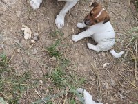 Fırlama Jack Russell Show Kalite