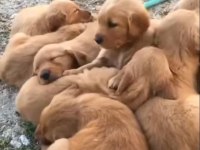 Çocuk Dostu Golden Retriever Yavrular