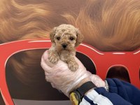 IRK GARANTİLİ MALTİPOO YAVRULARIMIZ