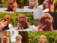 Red Toy Poodle Yavrular