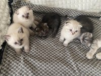 Şecereli orjinal mercan göz bebek kediler