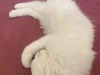 3 AYLIK 4 YAVRU KEDİMİZİ ÜCRETSİZ SAHİPLENDİRİYORUZ
