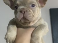 French Bulldog Yavrumuz