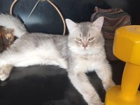 5 buçuk aylık erkek british shorthair silver safkan