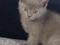 British Shorthair Yavrular Yeni Yuva Arıyor