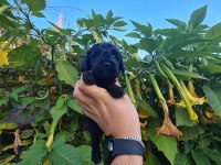 Poodle Mersin