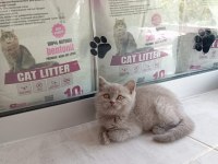 Saf Kan British Shorthair Yavrularımız