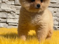 Pomeranian boo yavru