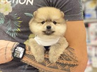 Pomeranian cinsi köpekler