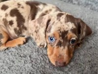 Egzotik Nadir Dachshund Bebeklerimiz Aşılı