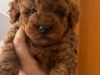 Tarçın ve Lindanın poodle kızı