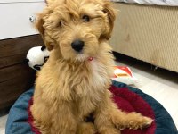 Dişi Maltipoo Eğitimli