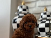 Ev Doğumu Kore Poodle Bebekler