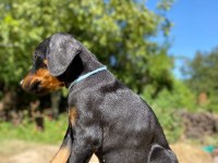 Doberman yavru son 2 adet