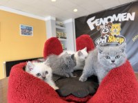 10 yeni Brıtısh yavrular renk renk Ankara 