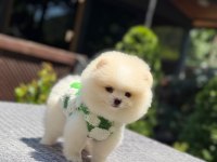 Oyuncak Surat Pomeranian Boo Yavrularımız
