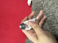 Yavru Suriye Hamster