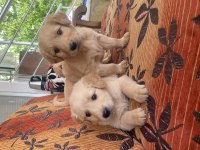 Son 3 erkek golden retriever bebekler