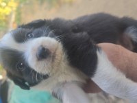 Safkan saĝlıklı border collie bebekler