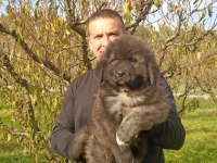Kafkas çoban köpeği yavrumuz