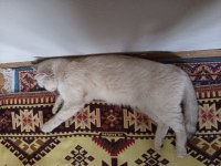 3 yaşında dişi kedimiz