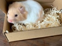 HAMSTER GONZALES YAVRULARIMIZ HERYERE GÖNDERİM VAR
