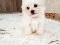 0 numara maltese terier bebekler