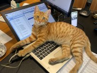 ÇOK UYSAL TEKİR KEDİM