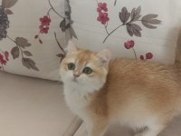 Çok güzel golden dişi british shorthair
