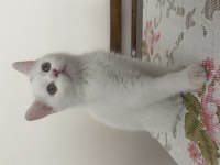 Son Yavrum Eğitimli British Shorthair