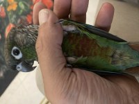 El Besleme Greencheck Konur Bebek