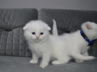 SHOW CLASS AYI SURAT SCOTTİSH FOLD YAVRU
