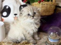 Safkan Scottish fold