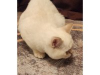 Minik british shorthair kızımı sahiplendiriyorum