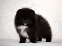 Üst Kaliteli Wcf Pomeranian Tea Cup