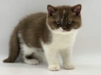 Eşsiz British Shorthair Yavrular