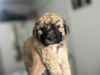 SABLE VE PHANTOM RENK MALTİPOO F2 BEBEKLERİM