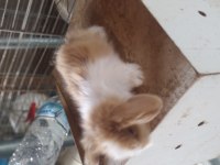Cüce ve lop tavşanı