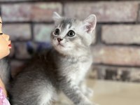 Acil sahiplendirme british longhair kedisi