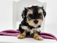 Aile ortamında bakılan yavru köpekler