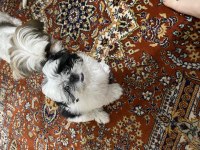 3 aylık kendi baktığım köpeğim şitsu