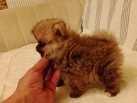 Orjinal pomeranian yavru köpeğimiz