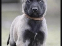 Belçika Kurdu Köpeği