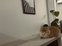 İki yaşında dişi chinchilla kedisi ücretsiz