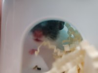 ÜRETİCİDEN SAĞLIKLI HAMSTERLAR 2 FARKLI IRK VAR